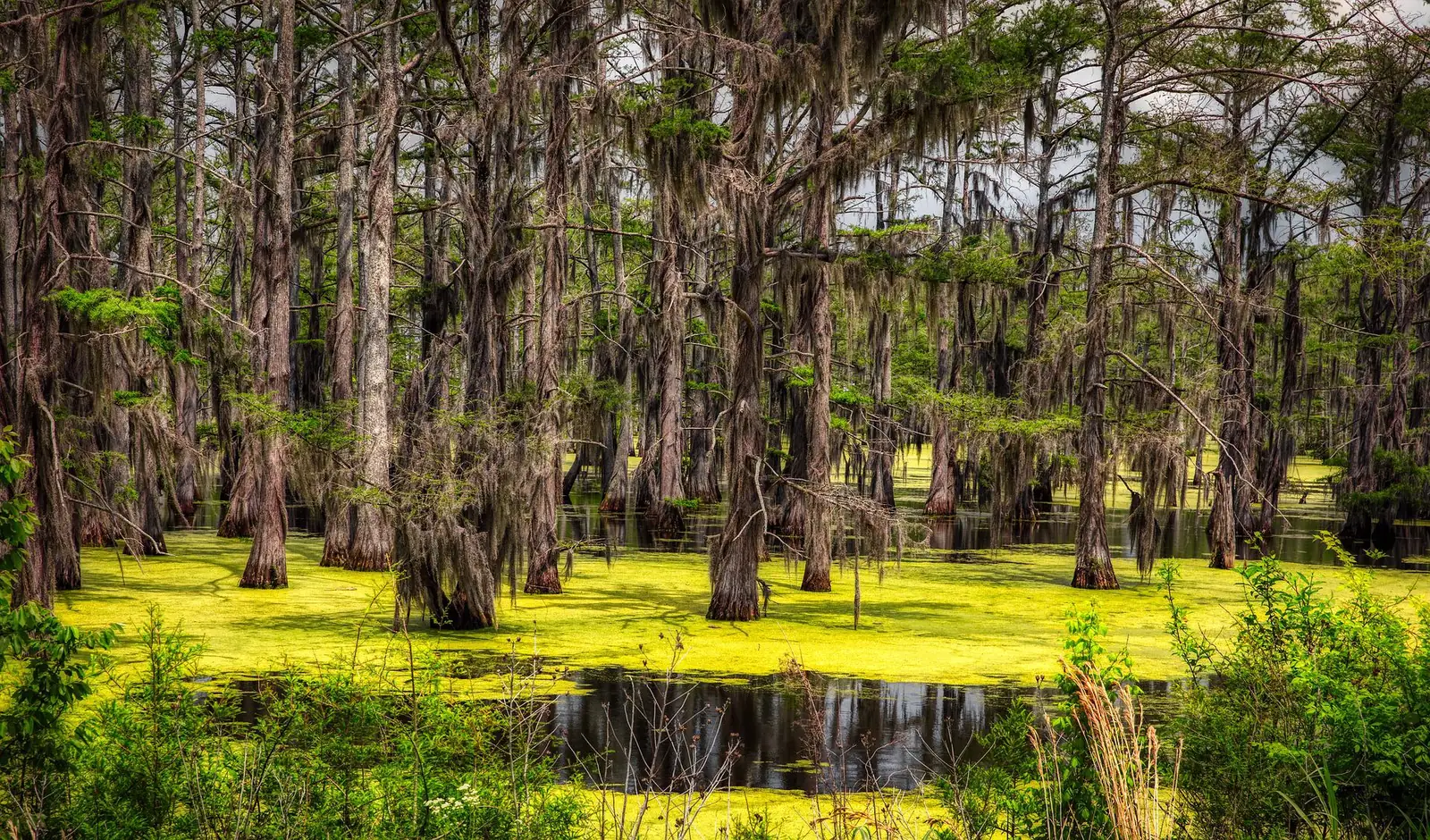 Cypress swamp with water covered in green algae